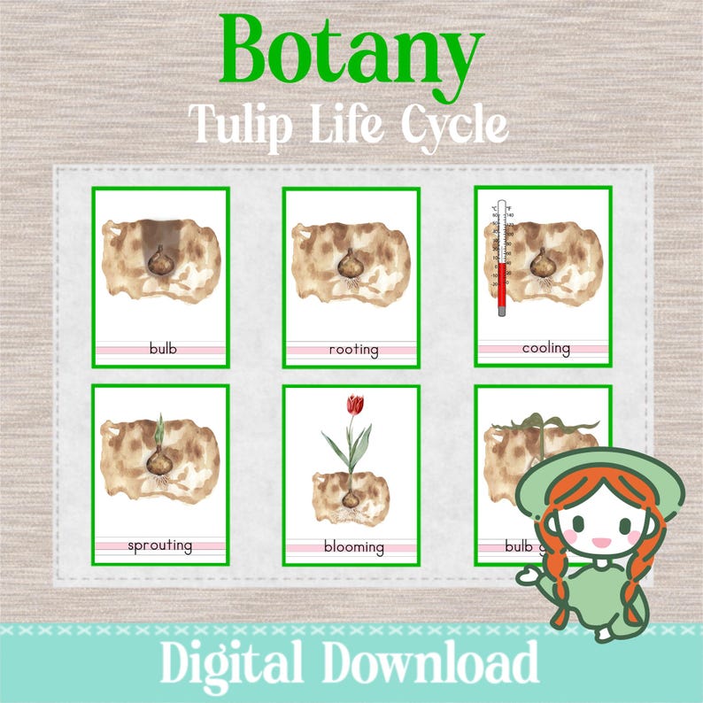 TULIP LIFE CYCLE - 3 Part Nomenclature Cards - Montessori Botany ...