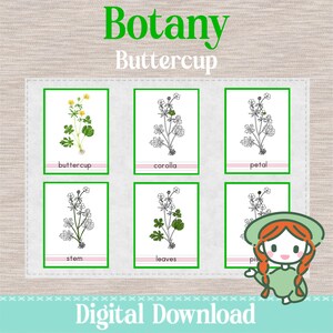 Pode incluir: Download digital com ilustrações botânicas de partes da planta botão-de-ouro. A imagem inclui seis cartões com diagramas rotulados do botão-de-ouro, corola, pétala, caule, folhas e pistilo.