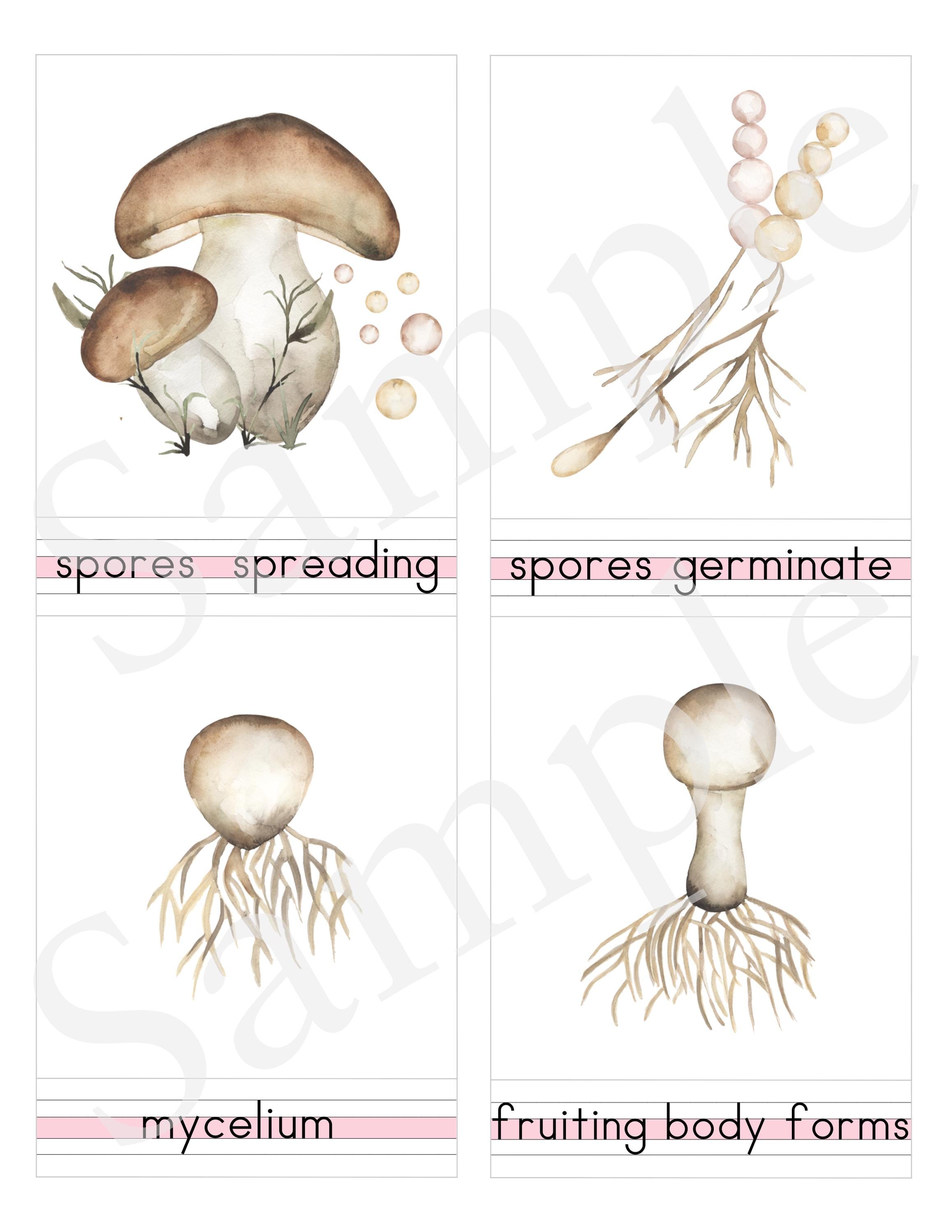 Mushroom Life Cycle - 3 Part Nomenclature Cards - Montessori Botany ...