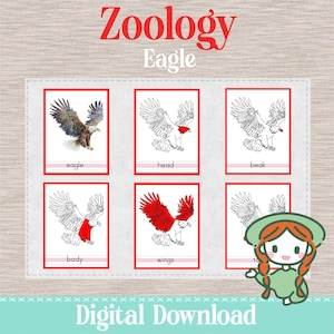Puede incluir: Juego de tarjetas educativas titulado "Zoología Águila". Las tarjetas presentan ilustraciones de un águila y sus partes, etiquetadas como "águila", "cabeza", "pico", "cuerpo" y "alas". Las palabras "Descarga digital" están en la parte inferior.