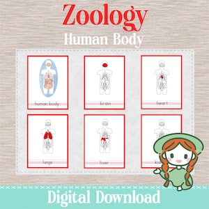 HUMAN BODY ANATOMY Parts - 3 Part Nomenclature Cards - Montessori Zoology Science