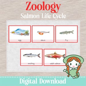 ZALM Levenscyclus - 3-delige nomenclatuurkaarten - Montessori-zoölogie