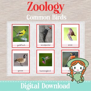 Common VOGELS - 3-delige nomenclatuurkaarten - Montessori-zoölogie