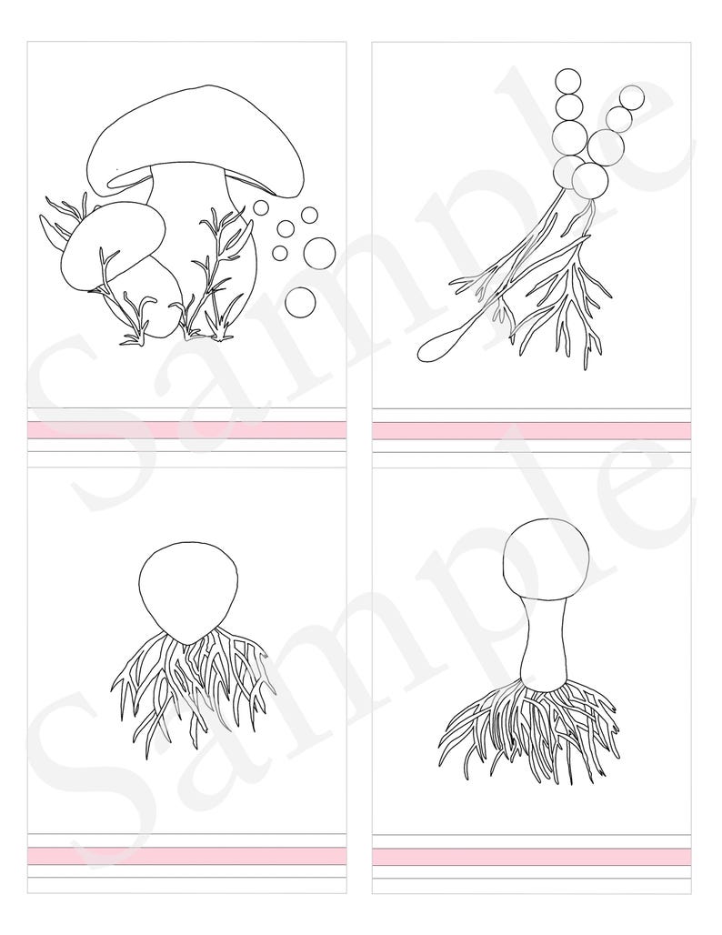 Mushroom Life Cycle - 3 Part Nomenclature Cards - Montessori Botany ...