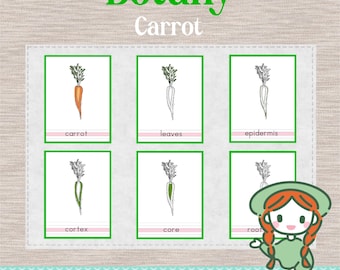 PARTES de la ZANAHORIA - Tarjetas de nomenclatura de 3 partes - Ciencias Botánicas Montessori
