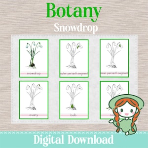 PARTS of the SNOWDROP FLOWER - 3 Part Nomenclature Cards - Montessori Botany Science
