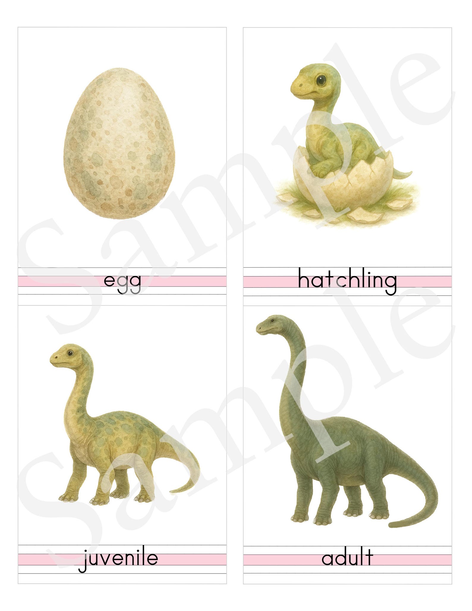 DINOSAUR Life Cycle of the Brontosaurus - 3 Part Nomenclature Cards ...