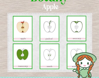 PARTES de la MANZANA - Tarjetas de nomenclatura de 3 partes - Ciencias Botánicas Montessori