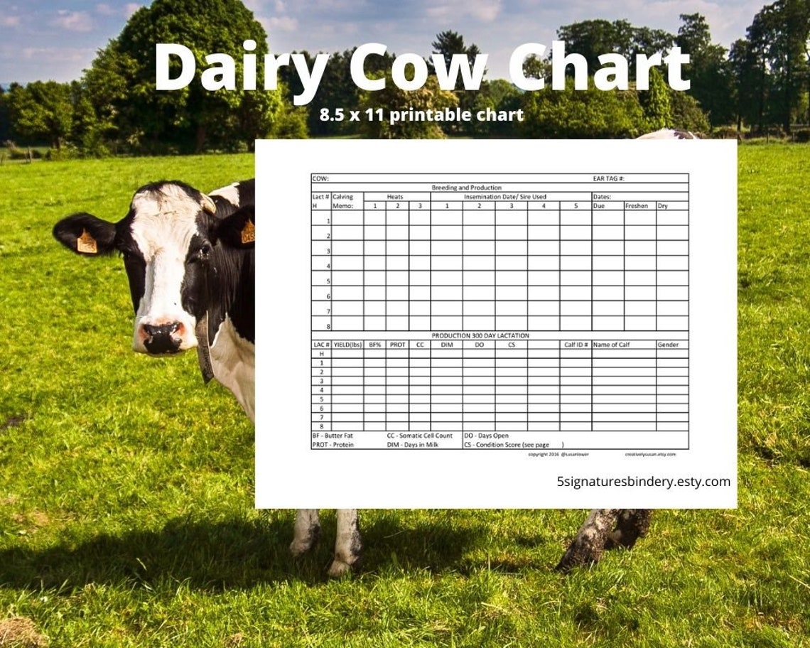 Dairy Cow Chart