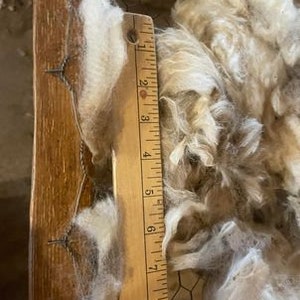 Blackface (Suffolk) wool