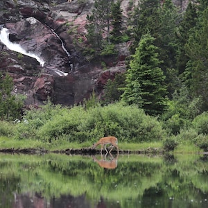 Hirsch und Wasserfall