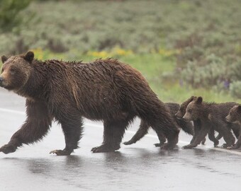 Grizzly 399 e i suoi quattro gemelli