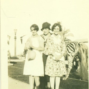 1920s 3 Flappers and a Zebra Well Dressed Women Circus 1920s Vintage Photograph Black White Photo