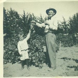 Picking Eating Bunch of Grapes Father Son Little Boy Picking One 1920s Vintage Photo Black White Photograph