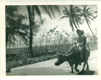 Water Buffalo Ride Boys Riding Wildebeest Asia 1950s Vintage Black White Photo Photograph