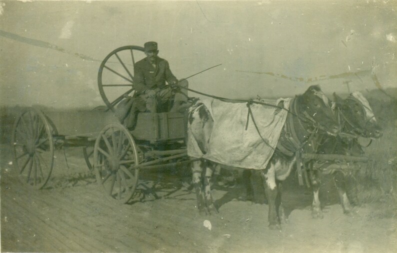 Ochsenwagen Wagen Ersatzrad im Rücken Kühe in Decken Antik RPPC Echt Foto Postkarte Fotografie Bild 1