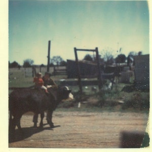 Farm Fun Little Boy Riding a Cow Randy and Jimmy on Scooter Vintage Color Photo Photograph