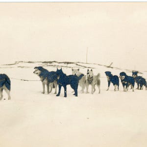 Alaska Freight Dog Sled Team Musher Inverno Neve Malamute Husky Foto Fotografia Antica
