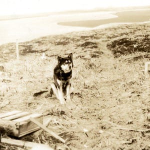 Cane da slitta vintage dell'Alaska Husky seduto in attesa pazientemente sopra il fiume Foto antica Fotografia in bianco e nero