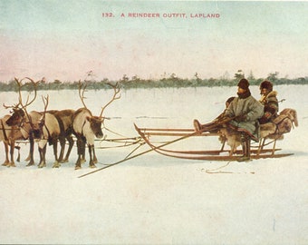 Reindeer Outfit Lapland Sled Pulling Team Antique Color Postcard Unmailed