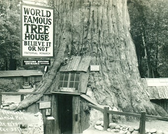 Lilley Redwood Park Wold Famous Tree House 1920s RPPC Real Photo Postcard Antique