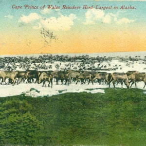 1919 Cape Prince of Wales Alaska Reindeer Herd Cartolina a colori antichi spedita