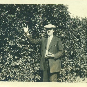 1920s Man Picking Oranges from Tree 20s Vintage Photo Black White Photograph
