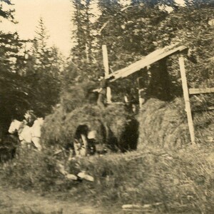 Chariot à foin pour chevaux Seward Alaska Antique A.T. Carte postale photo Real Co RPPC