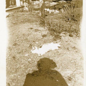 Non è cambiato molto negli ultimi 100 anni. Donna dell'Alaska che scatta una foto a un gatto sdraiato al sole. Foto di una baita di tronchi. Fotografia antica.