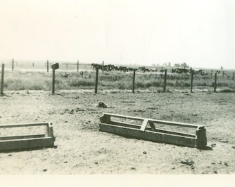 Vintage Cattle Ranch Photo Dry Western Plains Flat Land Cows Troughs Fence Poles Fotografía