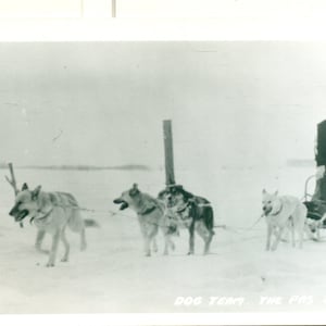Dog Sled Team The Pas Man Winter Snow Sled Racing RPPC Real Photo Postcard Vintage Photograph