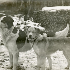 Cani da slitta d'epoca dell'Alaska in piedi fuori dalla catasta di legna invernale Cartolina fotografica antica RPPC autentica dell'Alaska