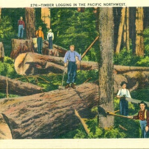 May include: Vintage postcard depicting timber logging in the Pacific Northwest. Several loggers are shown working with axes and saws on felled trees. The scene is set in a lush green forest with large trees and cut logs.