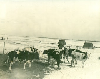 Farmer Dairy Cows Winter Snow Midwestern 1910s Antique RPPC Real Photo Postcard