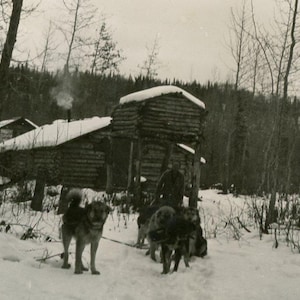 Alaska Uomo Slitta trainata da cani Squadra Capanna di tronchi Orso Nascondiglio Inverno Neve Trapper Foto antica Fotografia in bianco e nero