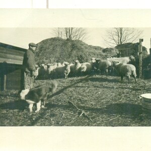 Sheep Dog At Work With Famer Herding Flock into Fence 1900s RPPC Real Photo Postcard Antique Photograph
