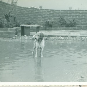 1940s feliz perro húmedo patio trasero estanque piscina hoyo 40s Vintage fotografía negro blanco foto