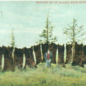 1909 Risultati della caccia all'orso dell'Alaska Cartolina con pelliccia appesa Carcross Timbro postale del territorio dello Yukon