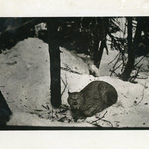 Carte postale vintage avec photo réelle RPPC Lynx d'Alaska assis dans la neige Grand félin antique