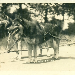 Kiyi und Kazan Siberian Husky Alaska Schlittenhunde RPPC Echtfoto Postkarte Vintage Fotografie