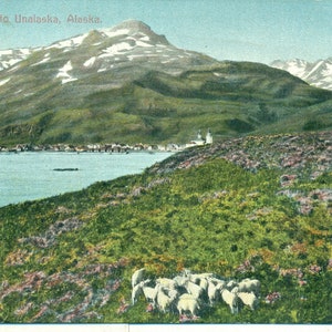 1909 Unalaska Dall Sheep Heard Nome Alaska Timbro postale Cartolina a colori antichi spedita