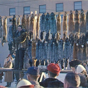 1964 Asta di pellicce di Anchorage in Alaska al Rondy Fur Rendezvous Cartolina a colori spedita