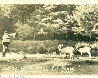 Großes Becken CA, das wilde Rotwild ruft, um Mann mit Megaphon-antiken RPPC realen Foto-Postkarte einzuziehen
