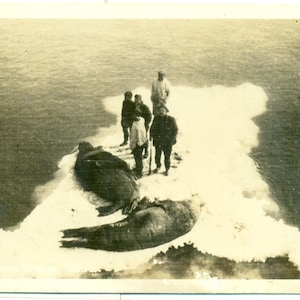1945 Alaska APO Armeesoldat Bob Holland RPPC Postkarte Walross auf Eis zur Mutter-Foto-Postkarte