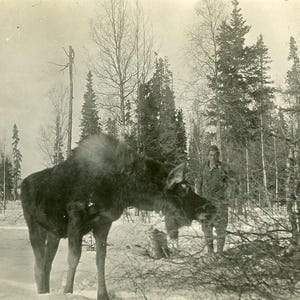 Uomo d'epoca dell'Alaska in piedi con attenzione dietro un alce in posa per una foto Fotografia invernale