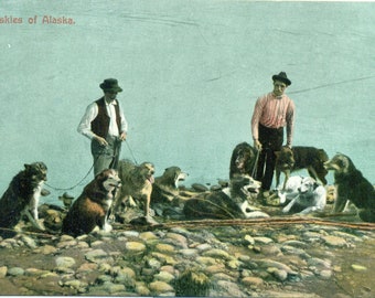 Huskies of Alaska Dog Team In Summer Gold Rush Era Antique Color Postcard Unmailed