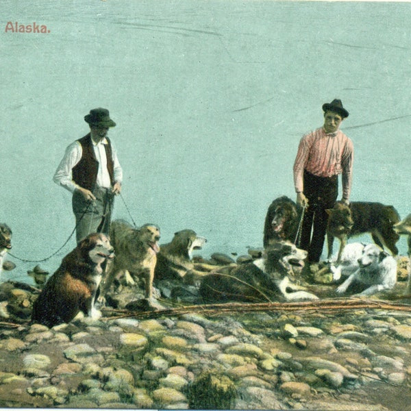 Huskies of Alaska Dog Team In Summer Gold Rush Era Antique Color Postcard Unmailed