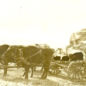 1915 Prairie Schooner Ox Cart Wagon Moving West Western Antique RPPC Real Photo Postcard Photo