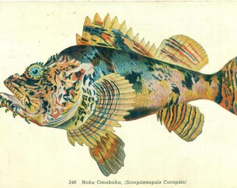 Nohu Omakaha Fishes of Hawaii Hawaiian Fish Vintage Color Postcard