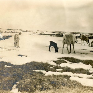 Antike Alaska Aleuten Insel Rentierherde Beweidung Tundra Frühling Schneeschmelzen Baby Mutter Foto Fotografie
